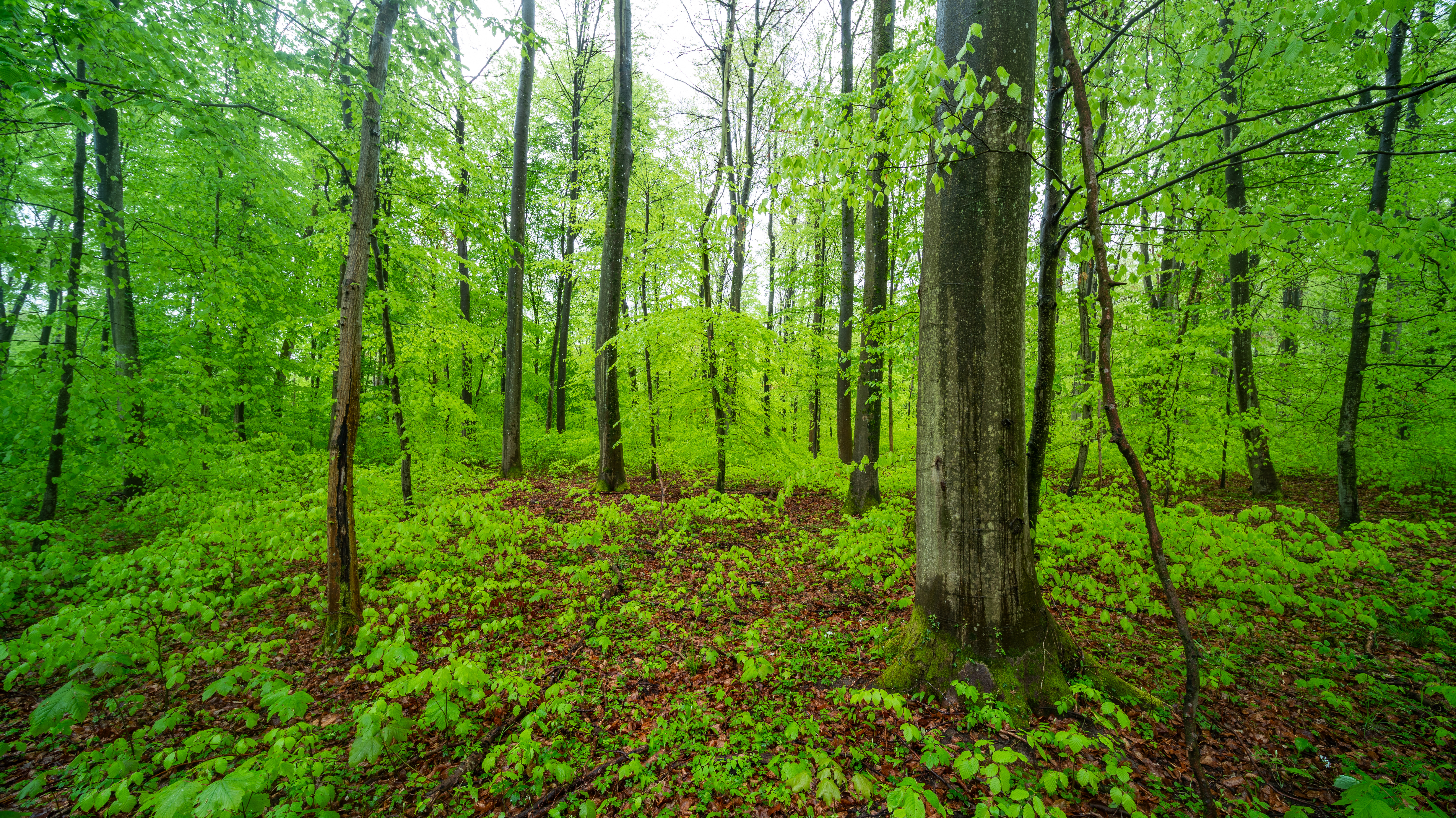Wald in Rheinland-Pfalz
